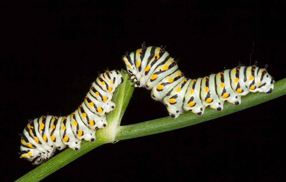 Black Swallowtail caterpillars
