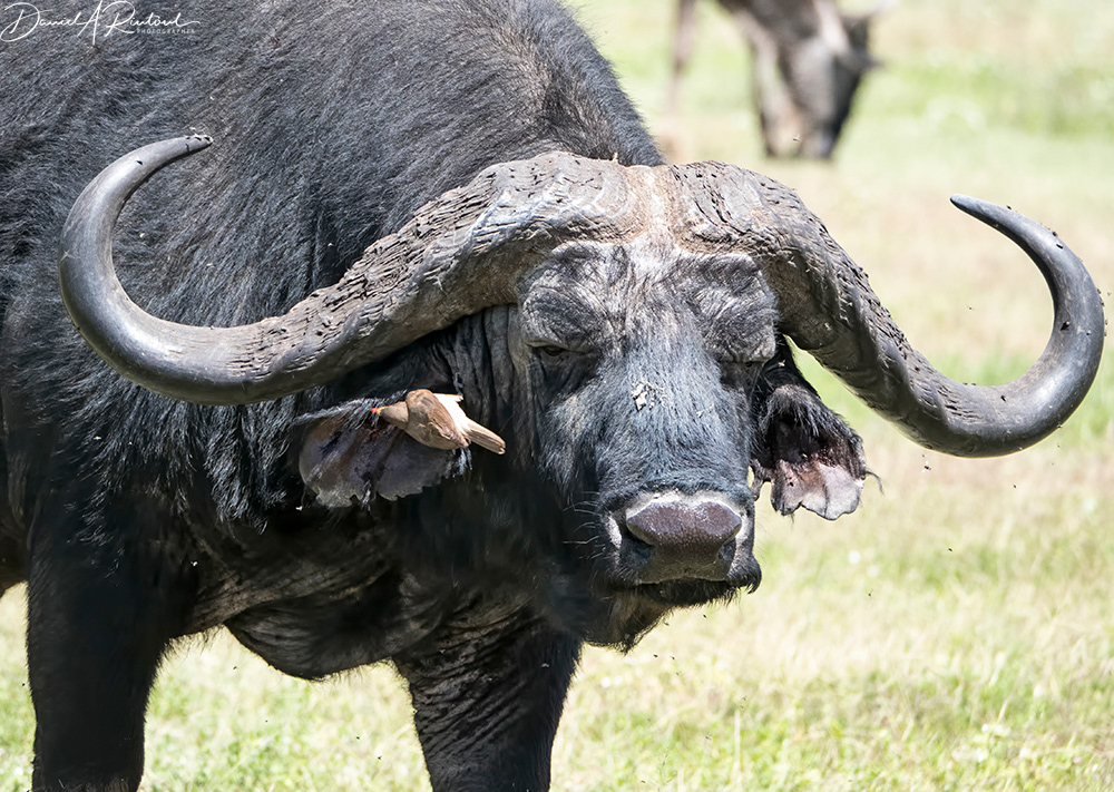Cape Buffalo and Red-billed Oxpecker