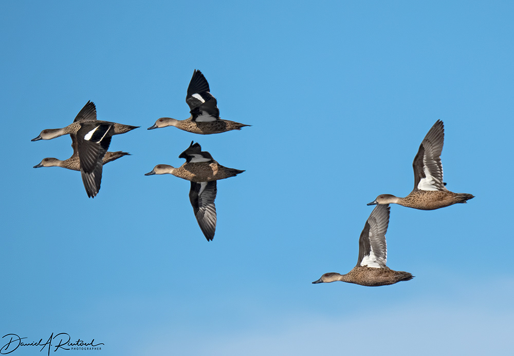 Grey Teal