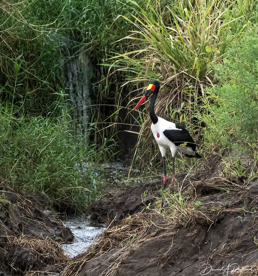Saddle-billed Stork