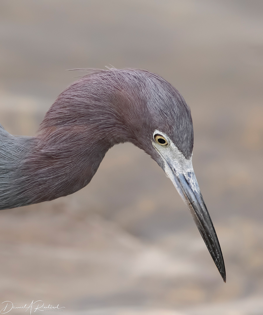 Little Blue Heron 1
