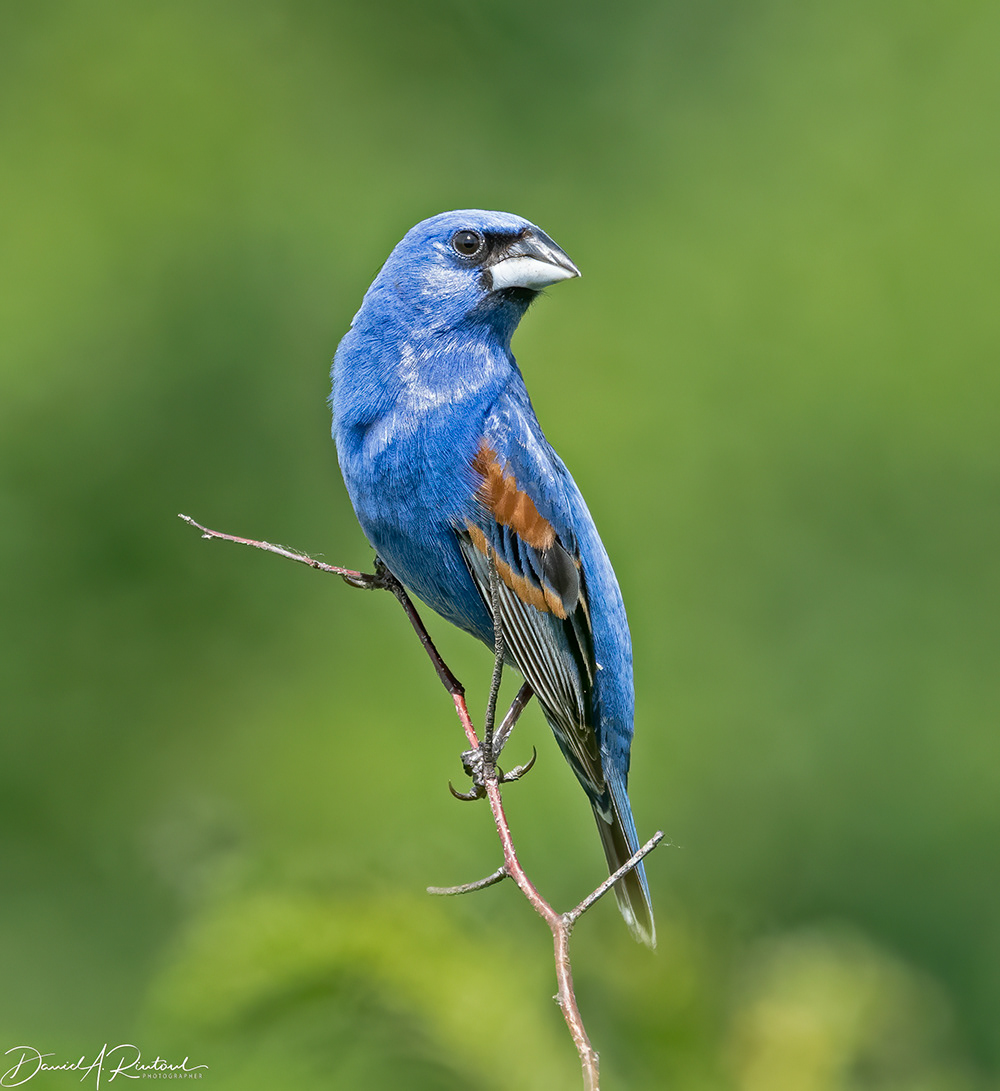 Blue Grosbeak 4