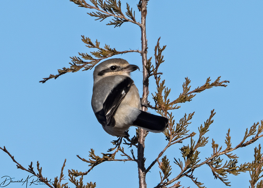Northern Shrike