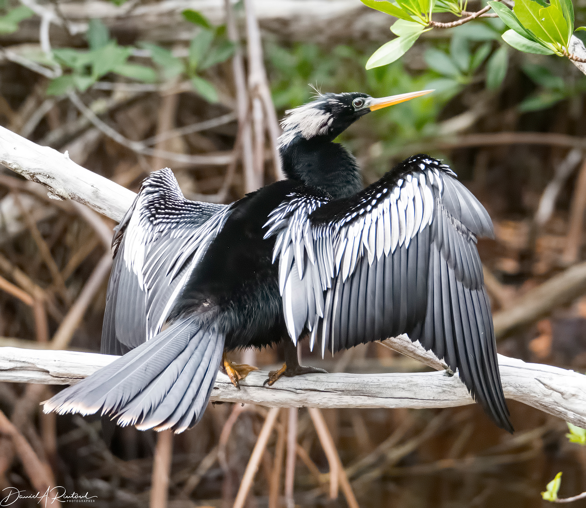 Anhinga 2