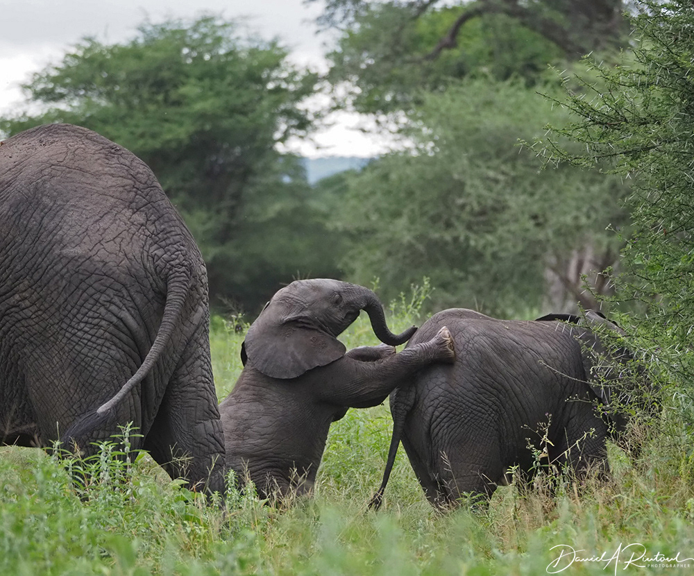 Baby Elephant play