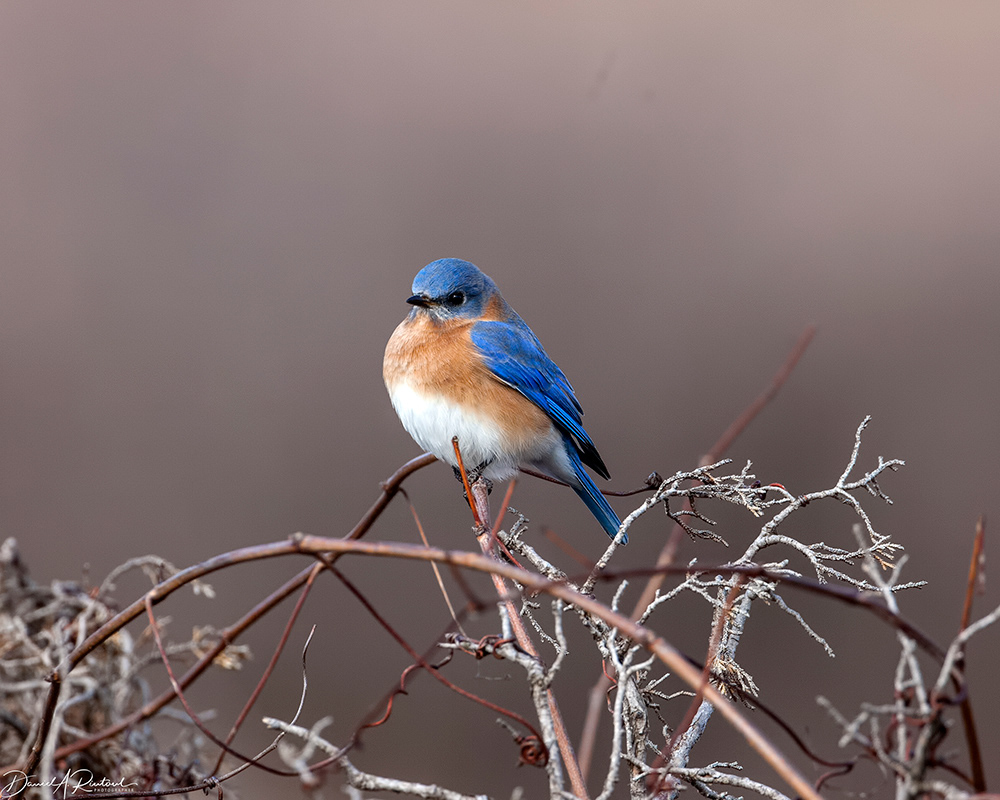 Eastern Bluebird 1