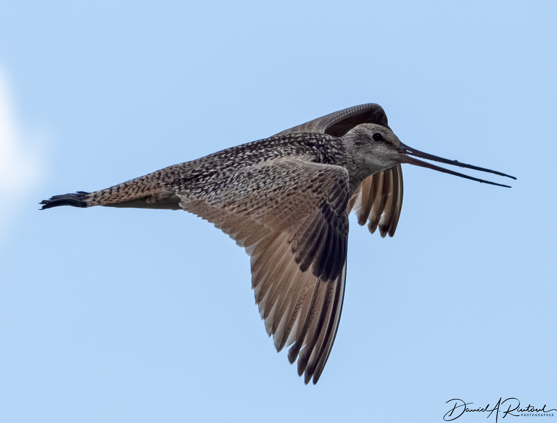 Marbled Godwit