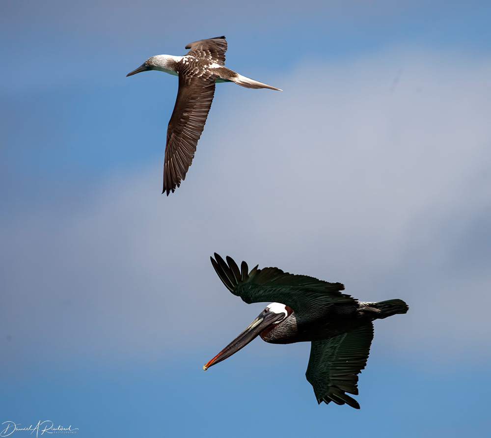 Blue-footed Booby and Brown Pelican