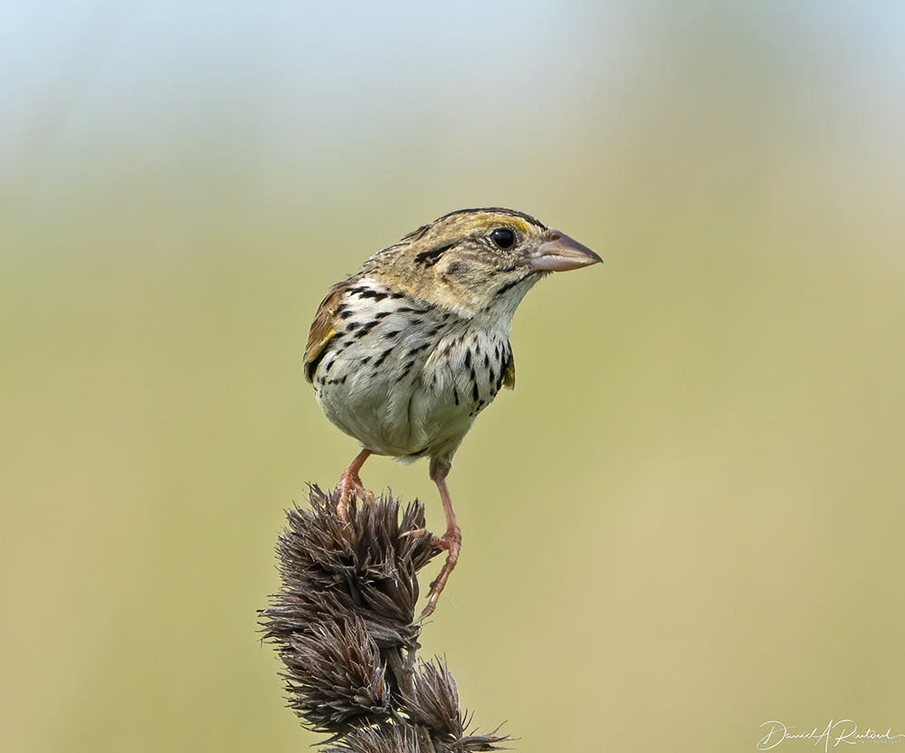 Henslow's Sparrow 4