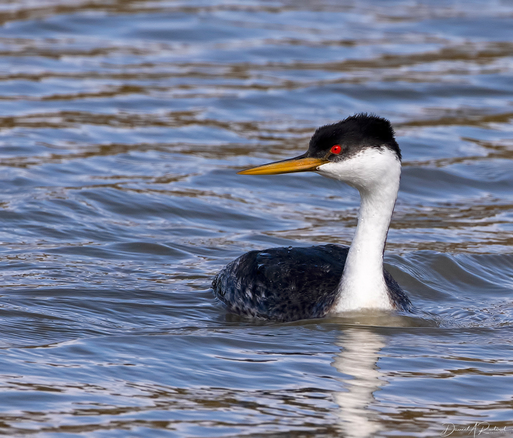 Western Grebe 1
