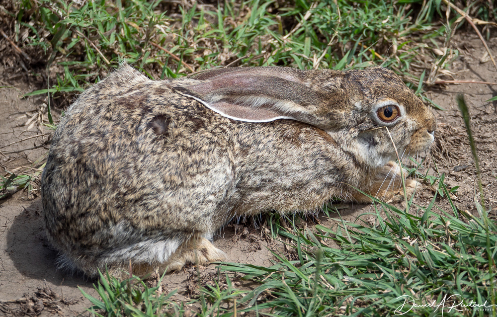 African hare