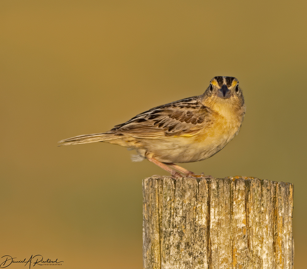 Grasshopper Sparrow - prairie evening light