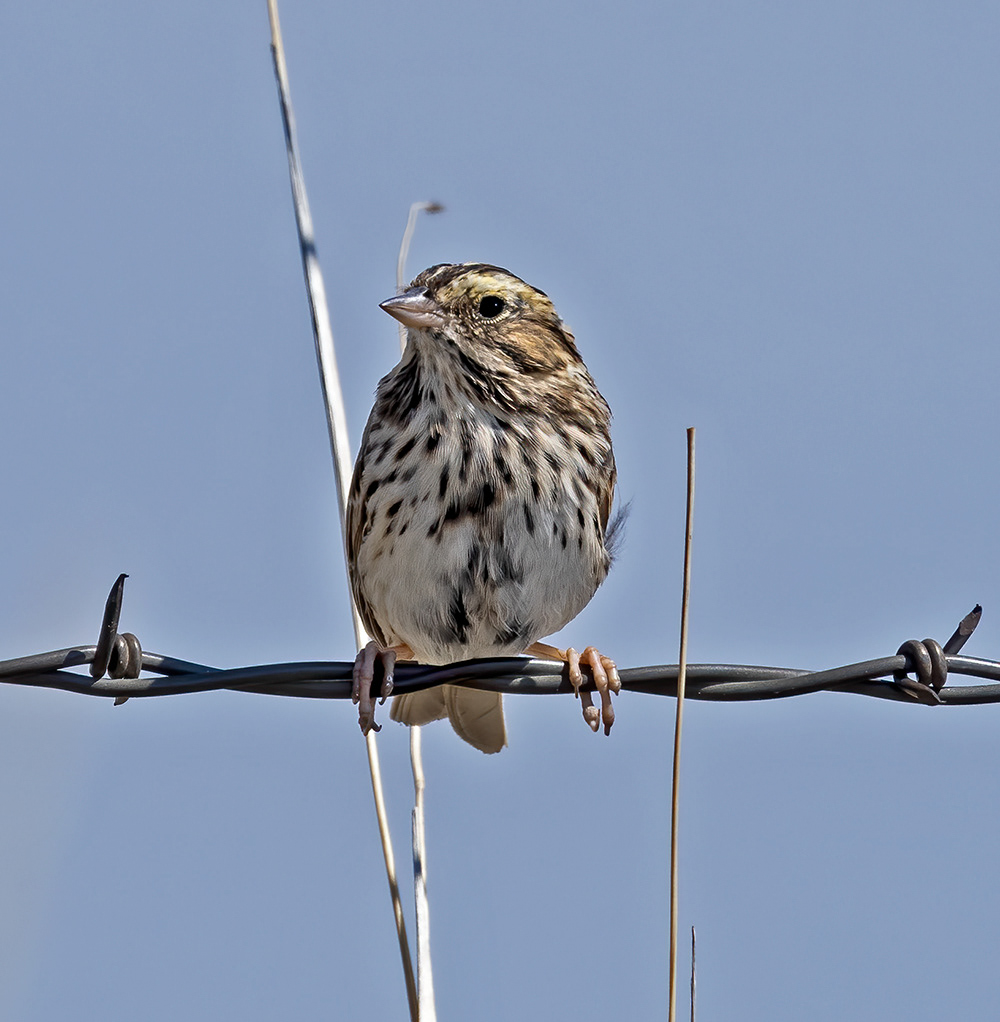 Savannah Sparrow