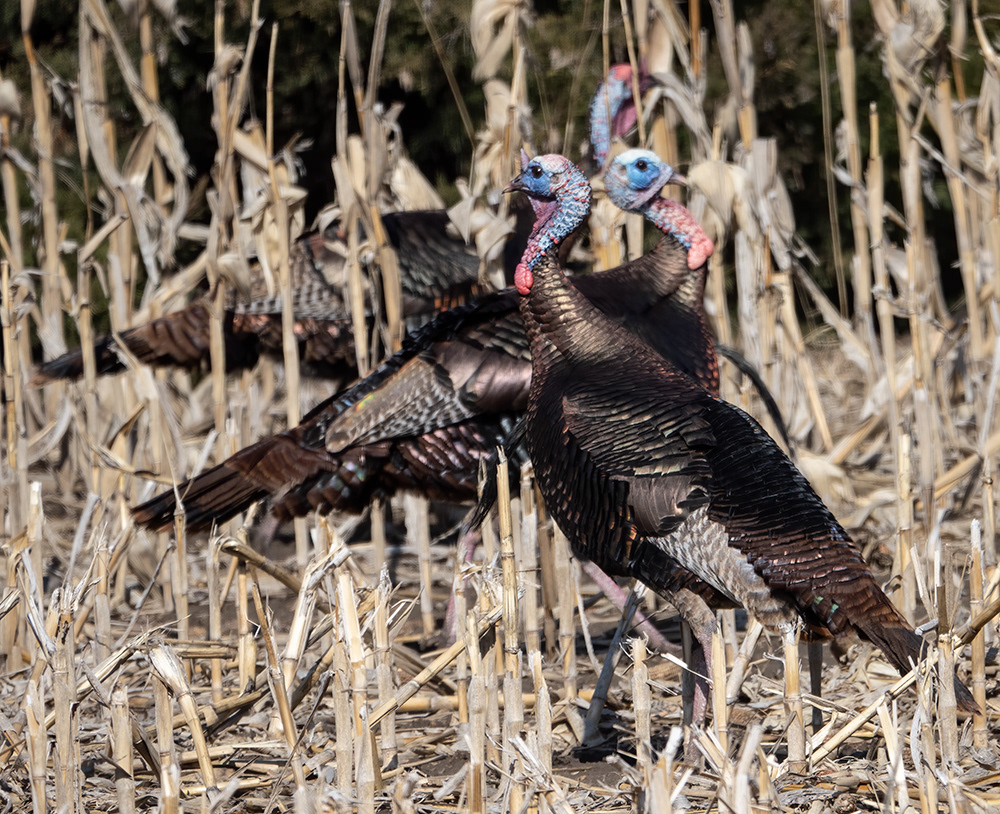 Wild Turkey 3