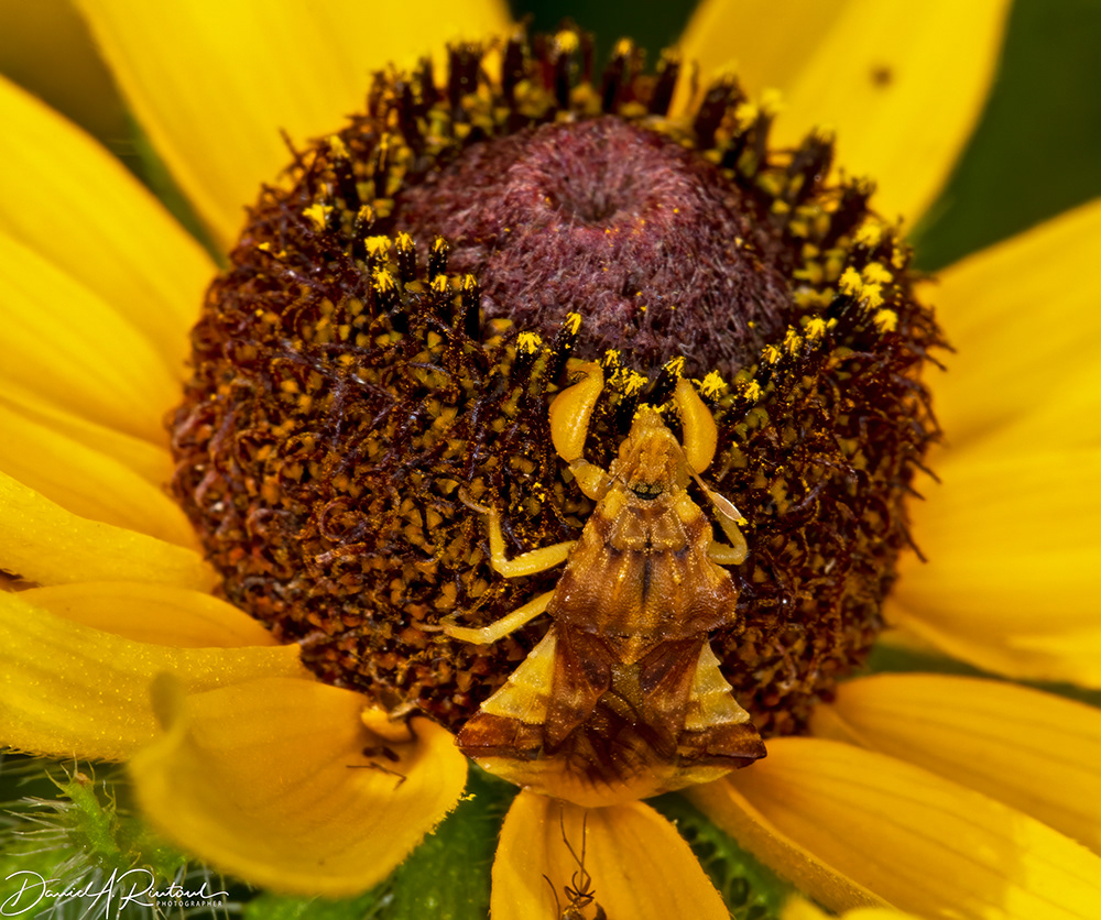 Ambush bug on Black-eyed Susan