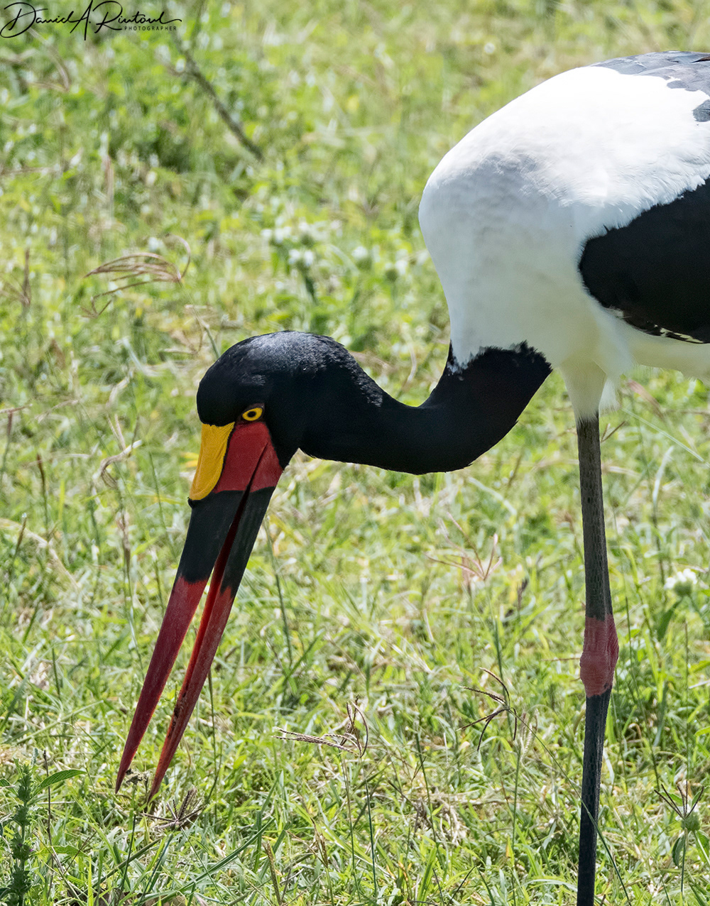 Saddle-billed Stork