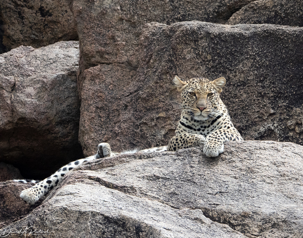 Mama leopard on the rocks