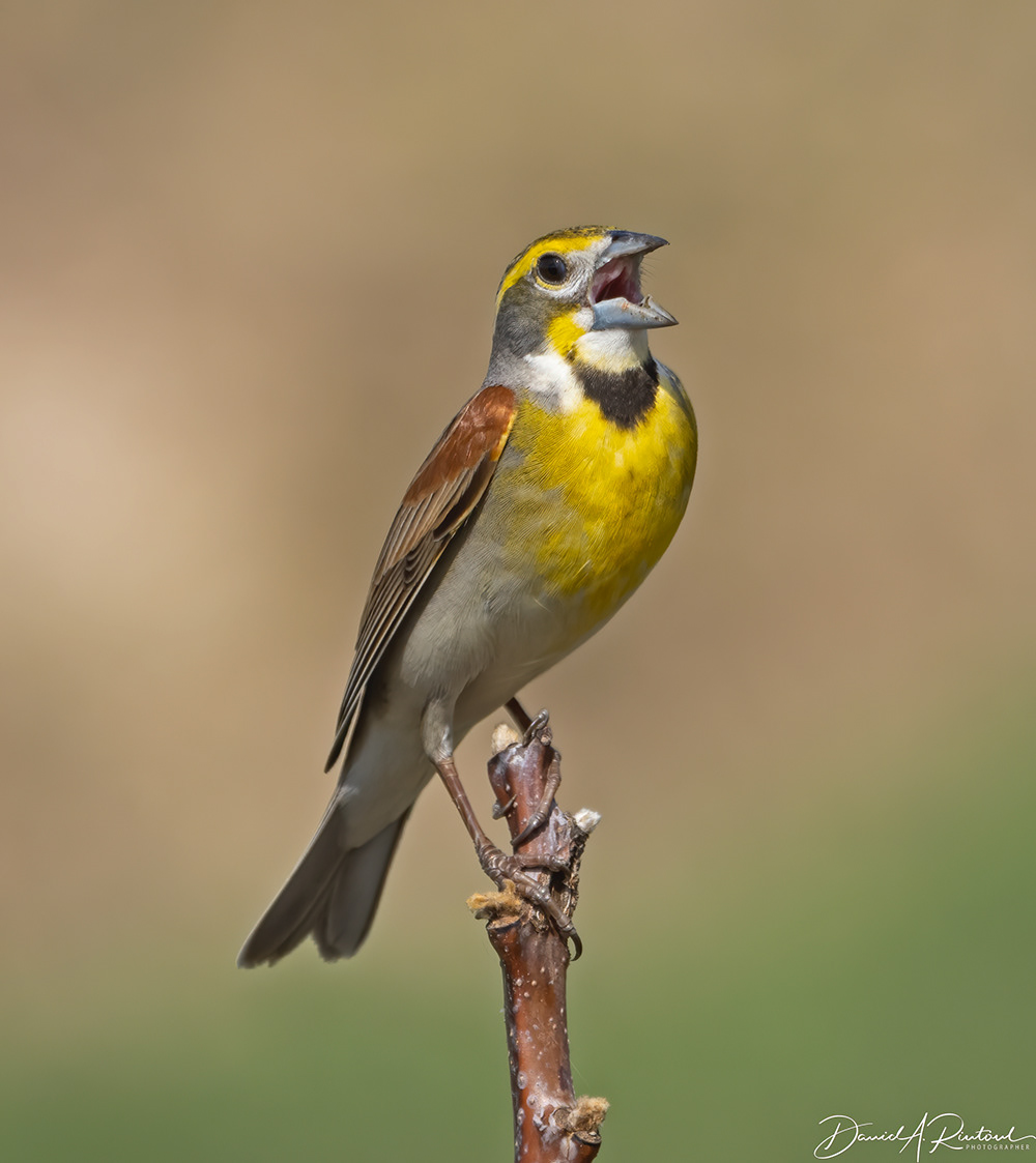 Dickcissel 2