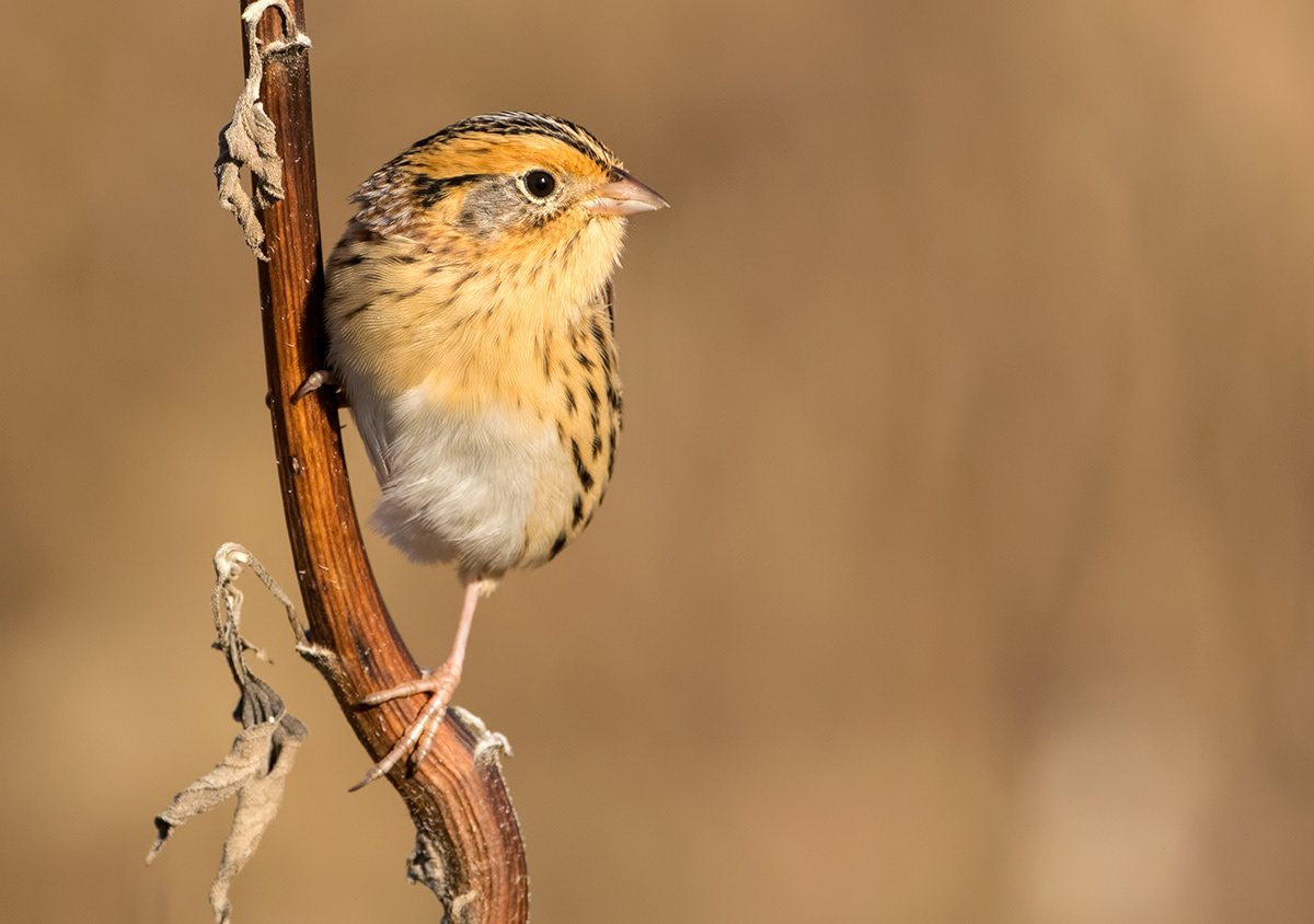 Leconte's Sparrow 1