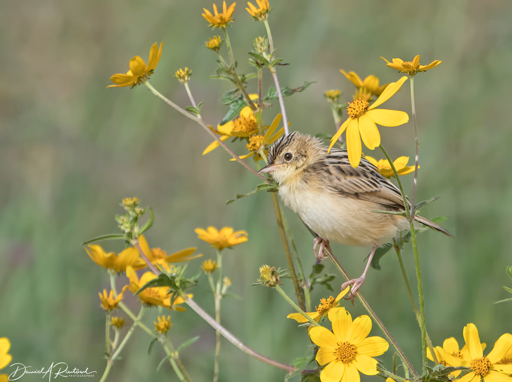 Zitting Cisticola