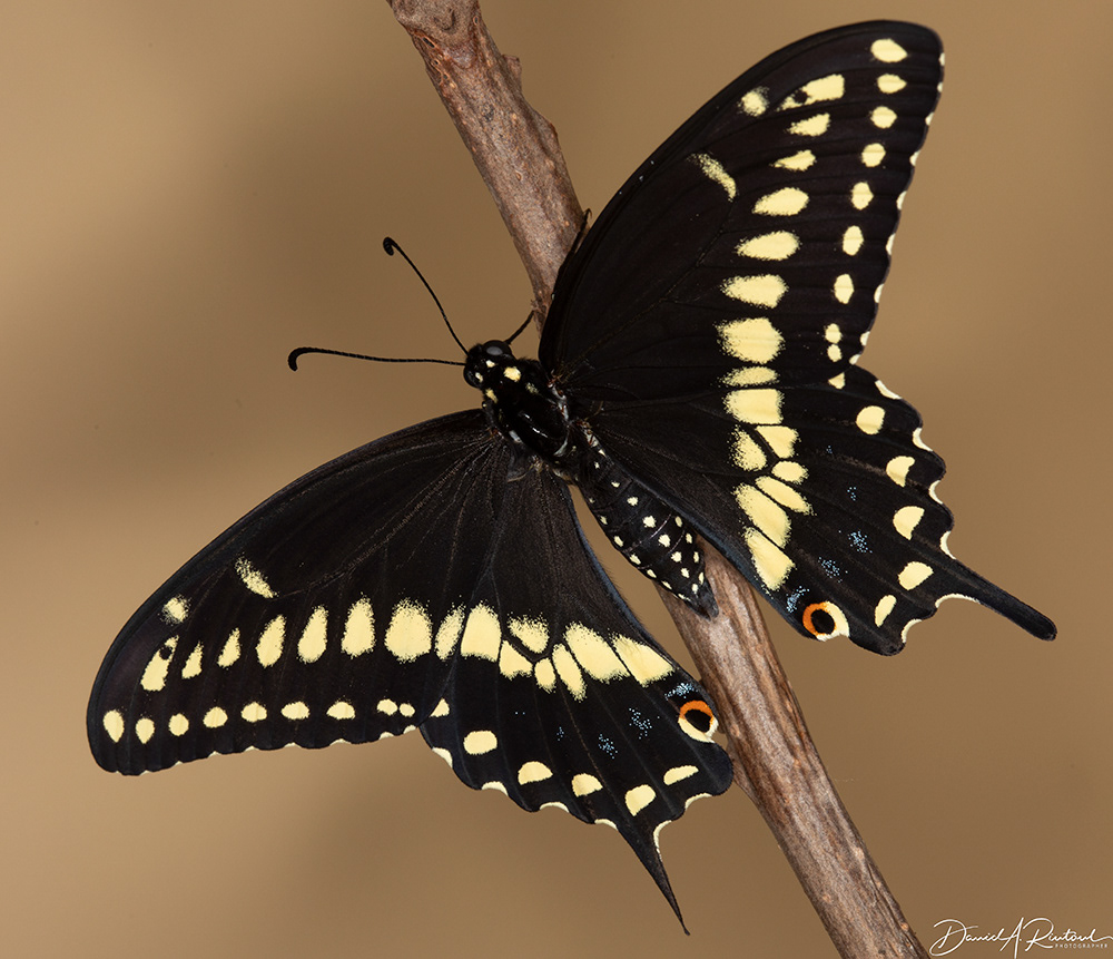 Black Swallowtail - freshly emerged