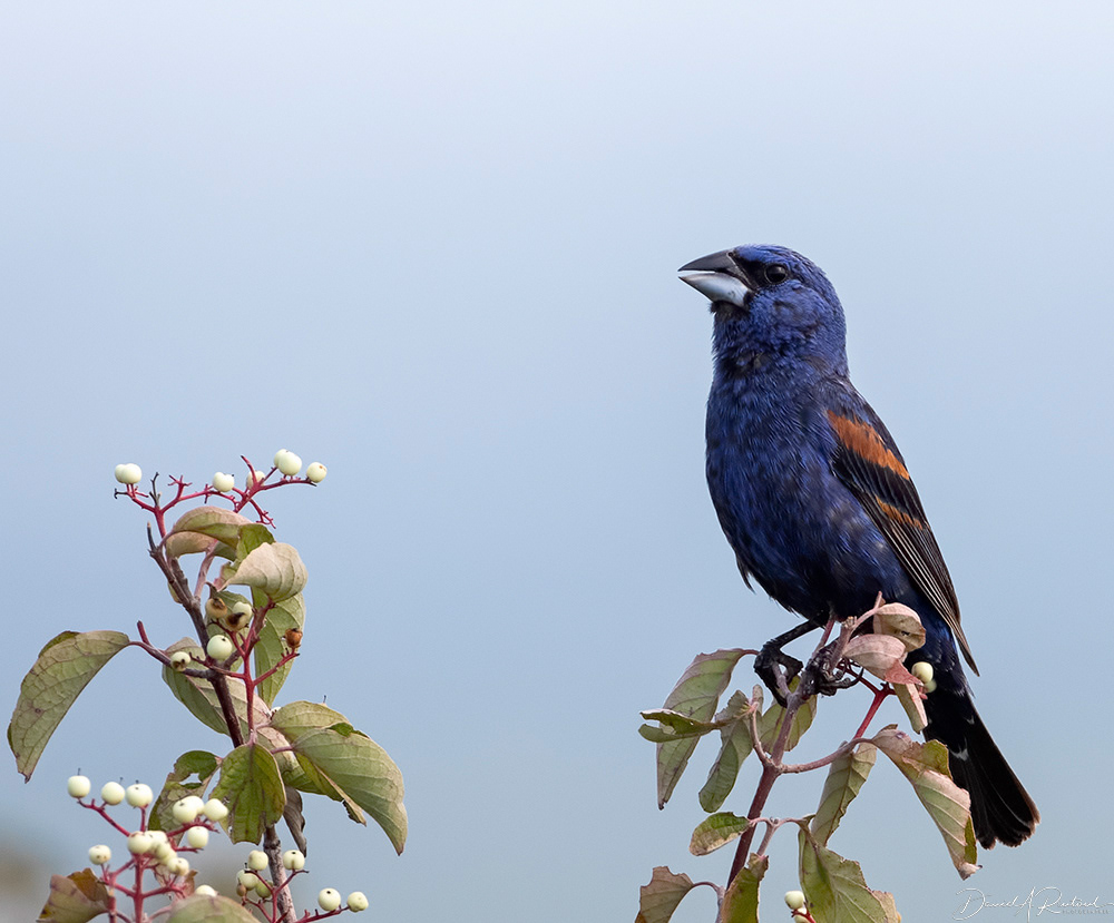Blue Grosbeak 3