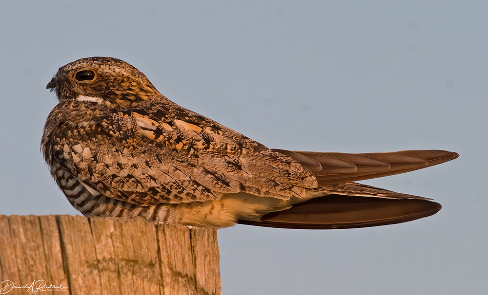 Common Nighthawk 2