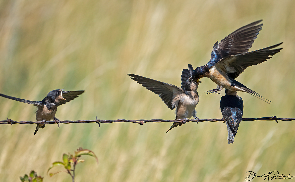 Barn Swallow 2