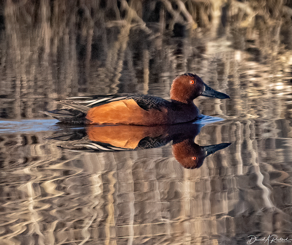 Cinnamon Teal