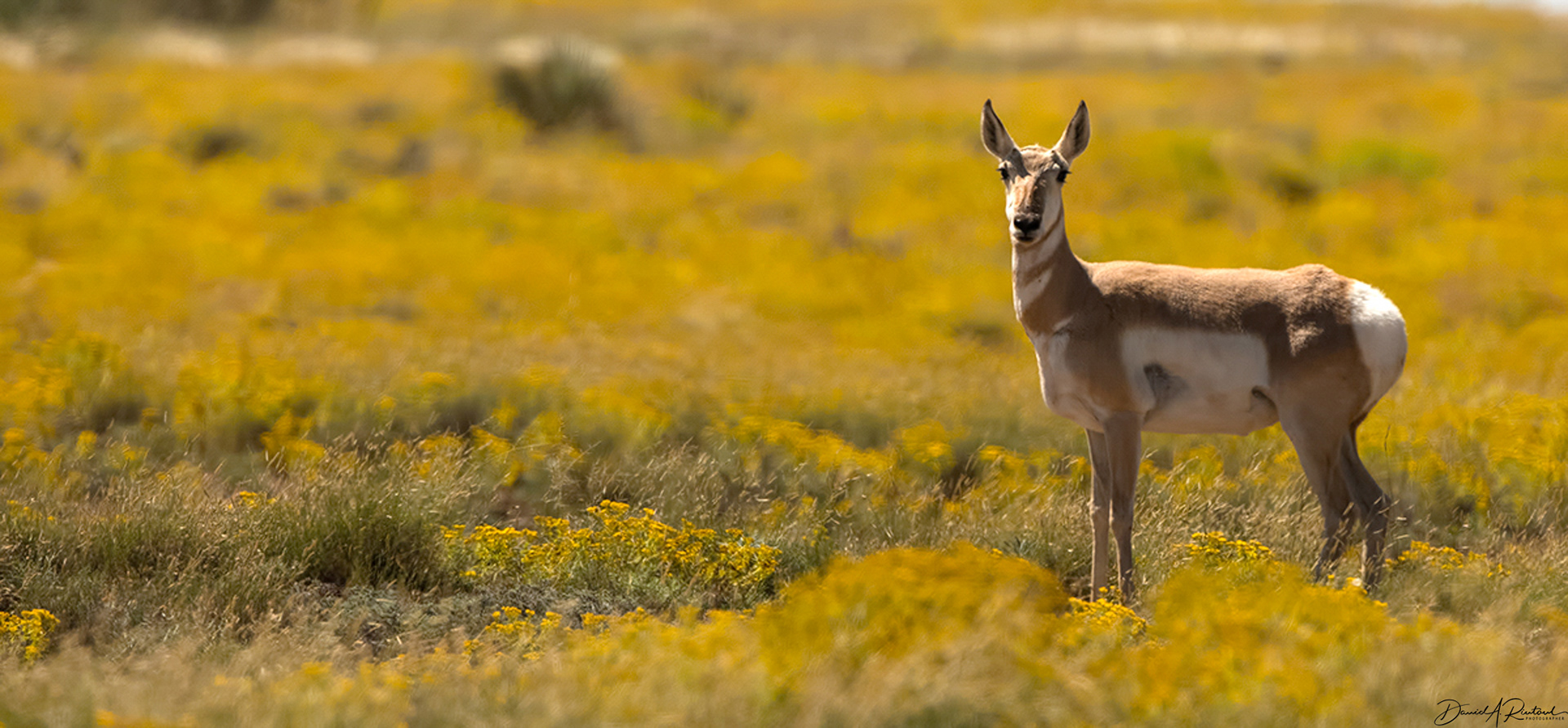 Pronghorn, New Mexico