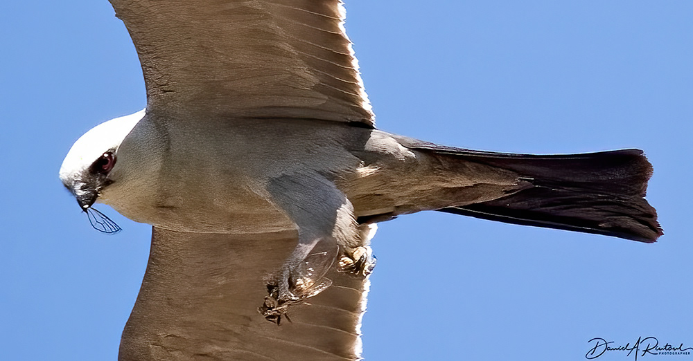 Mississippi Kite with in-flight meal