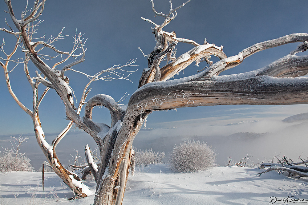 Colorado - Mesa Verde, Fog Frost