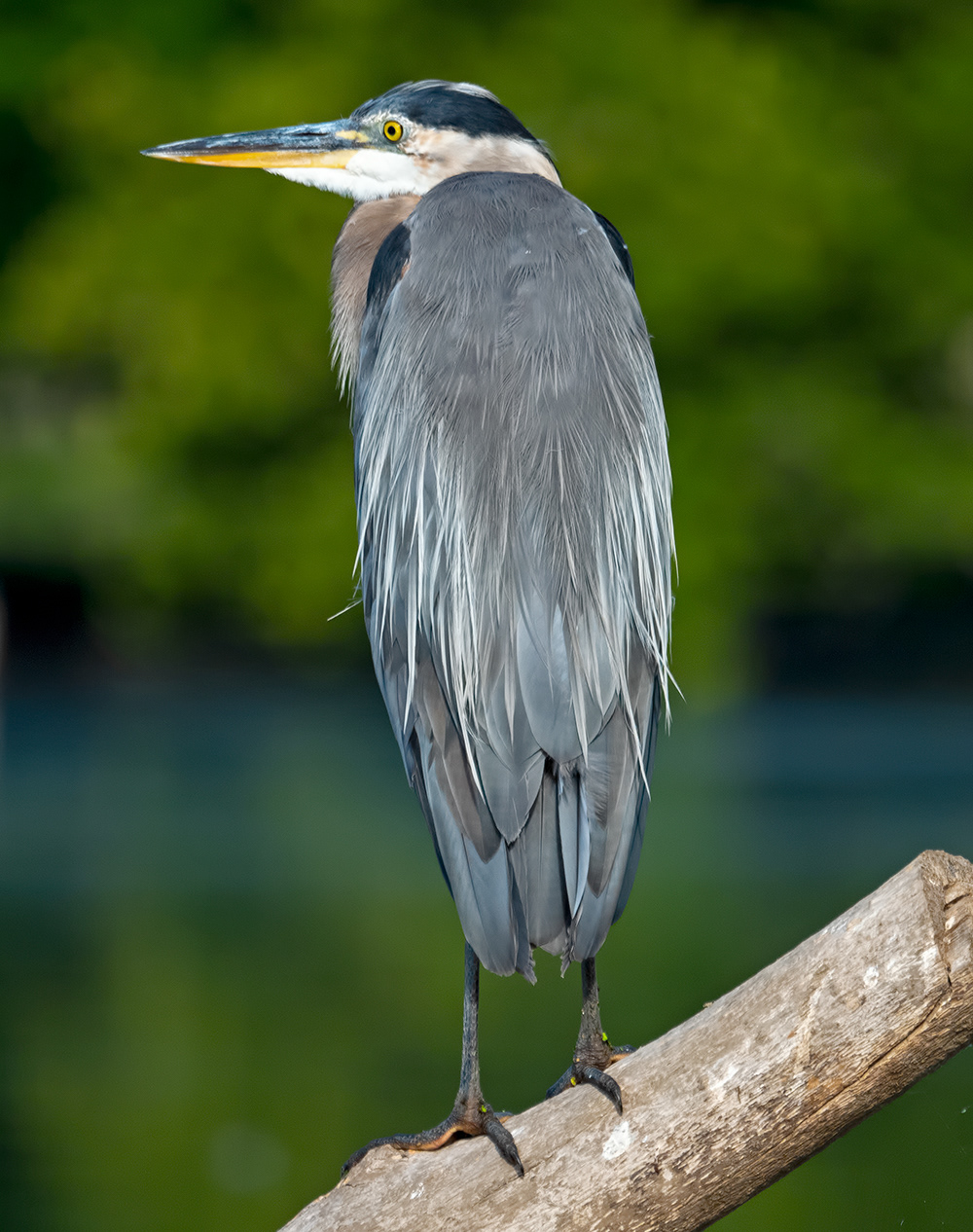 Great Blue Heron 3