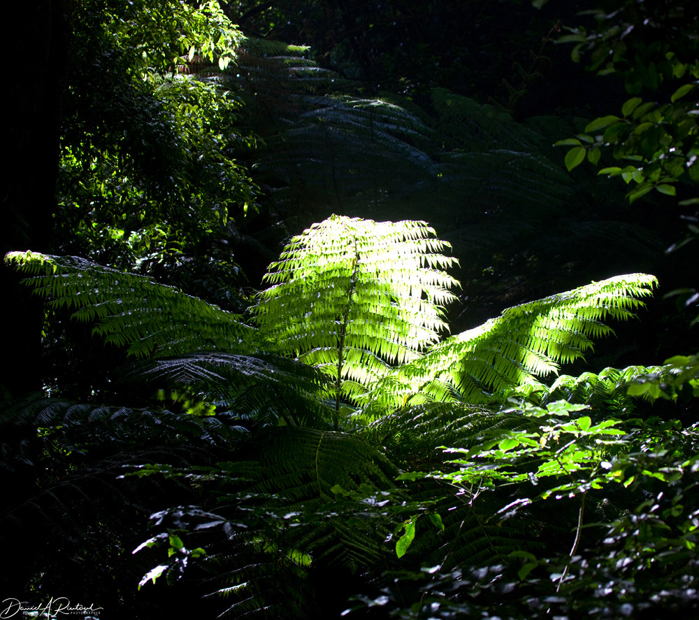Fern and backlight