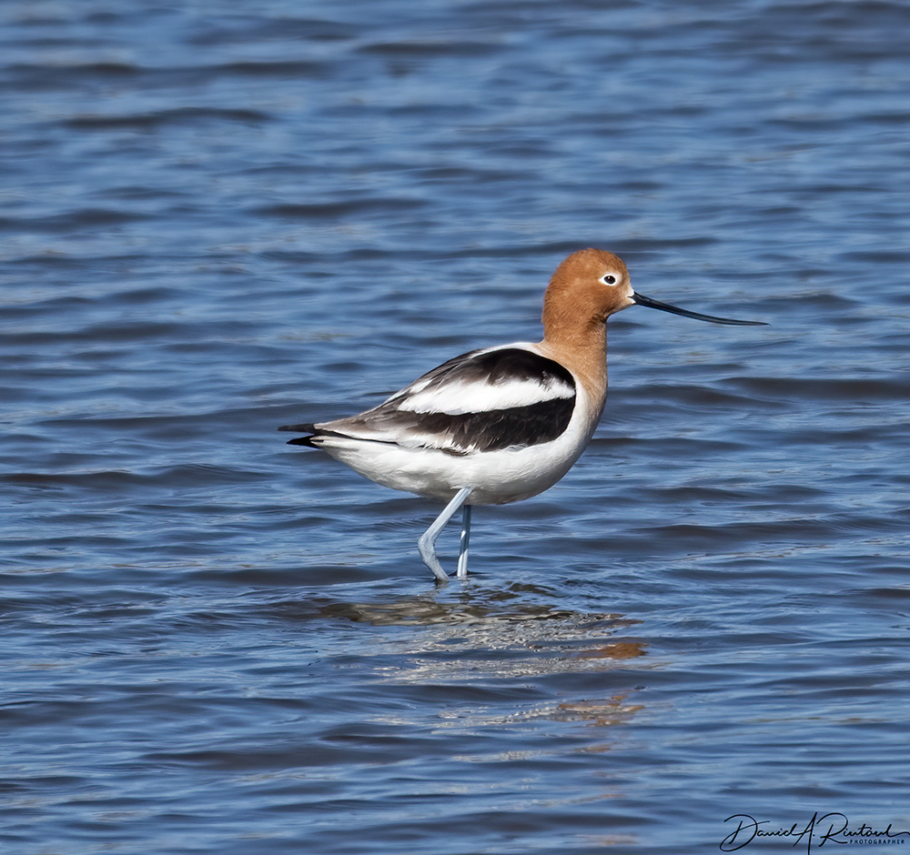 American Avocet 2