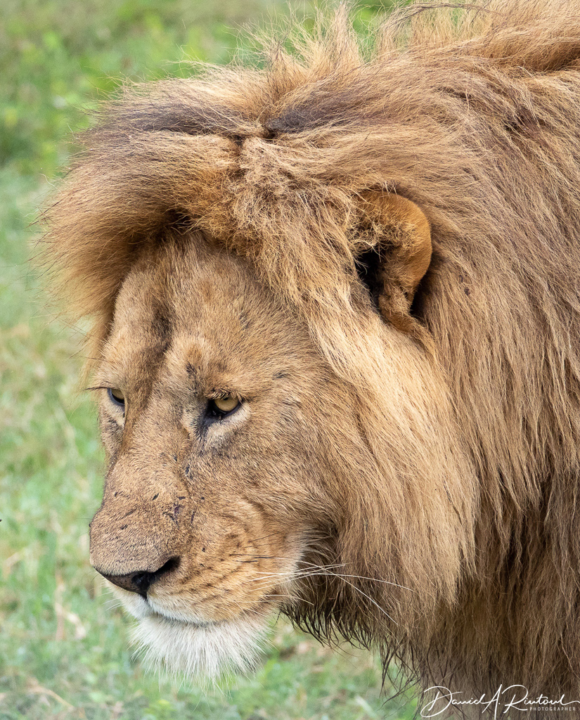 Old lion