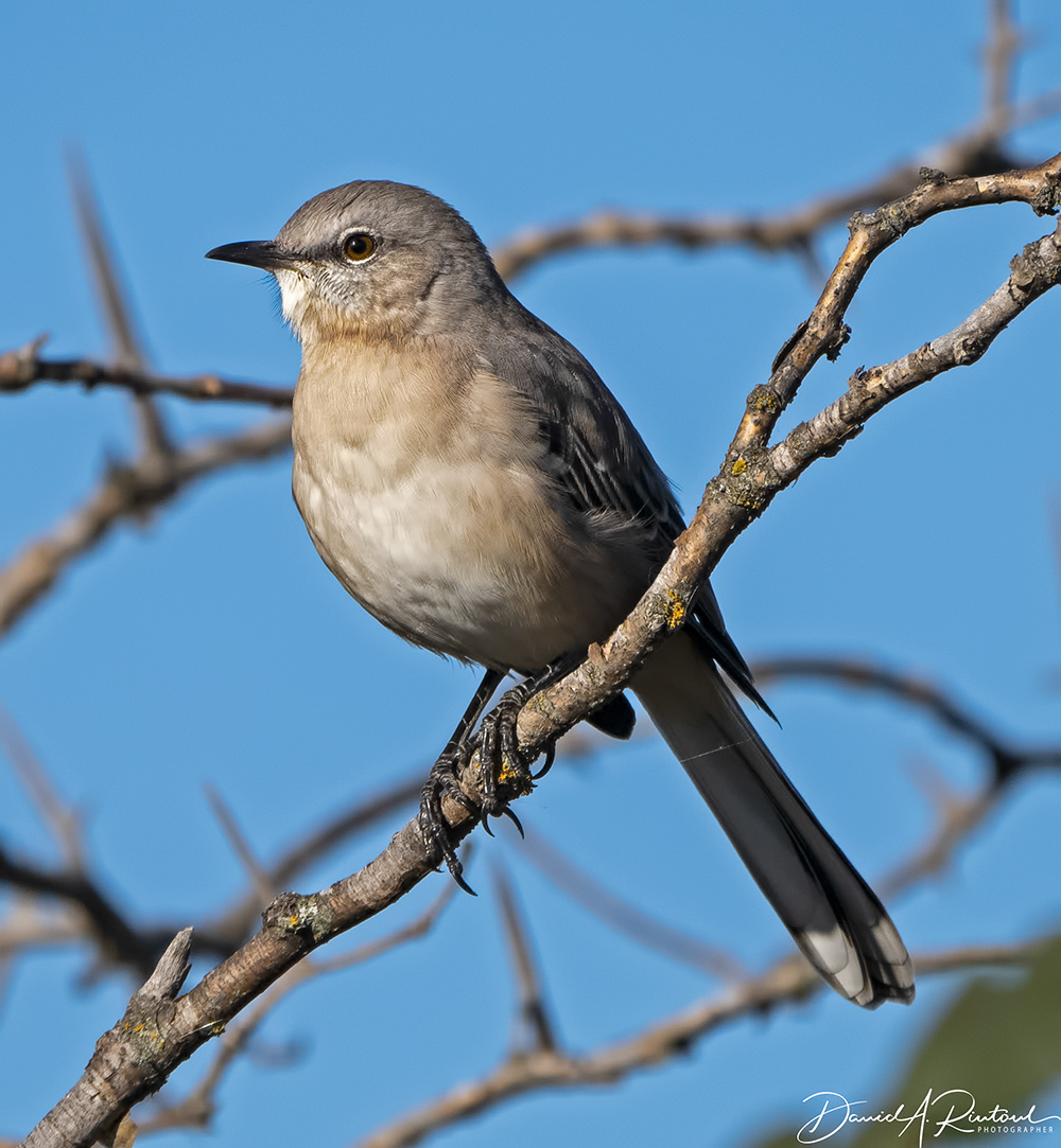Northern Mockingbird 1