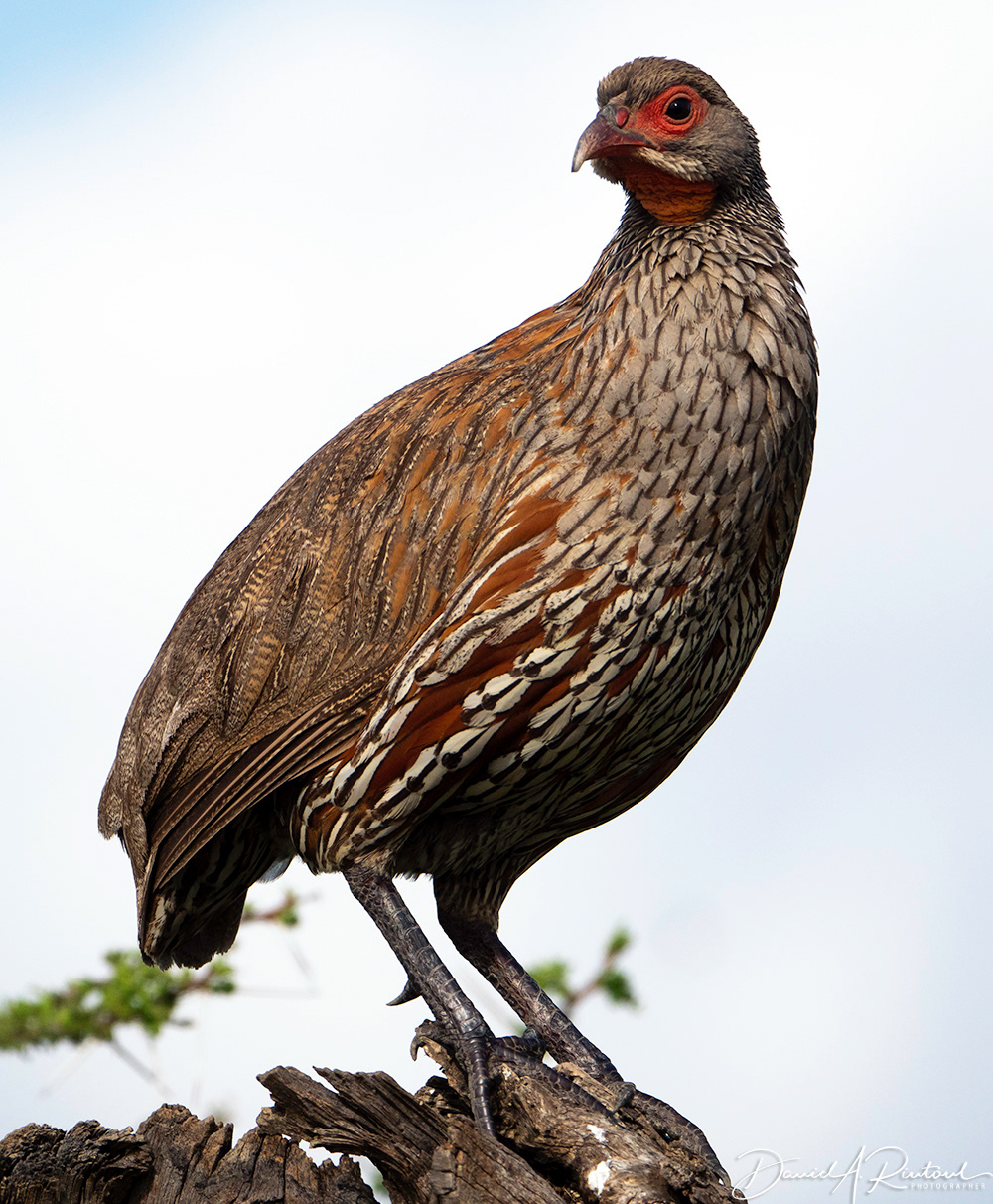 Grey-breasted Spurfowl