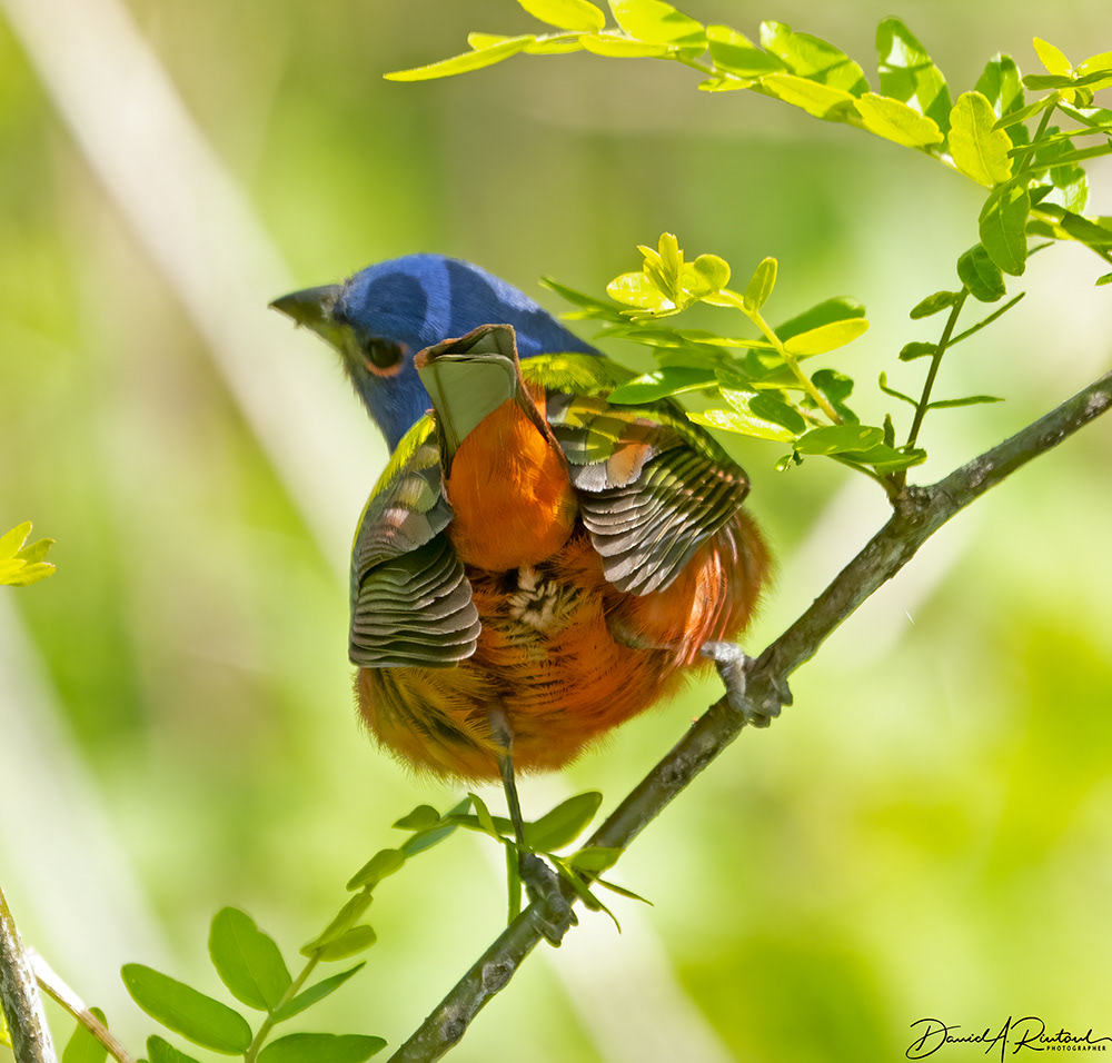 Painted Bunting 3