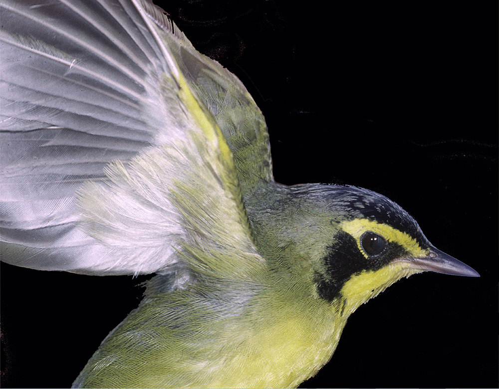 Kentucky Warbler 1