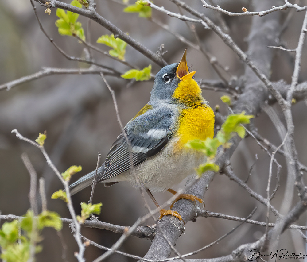Northern Parula 2
