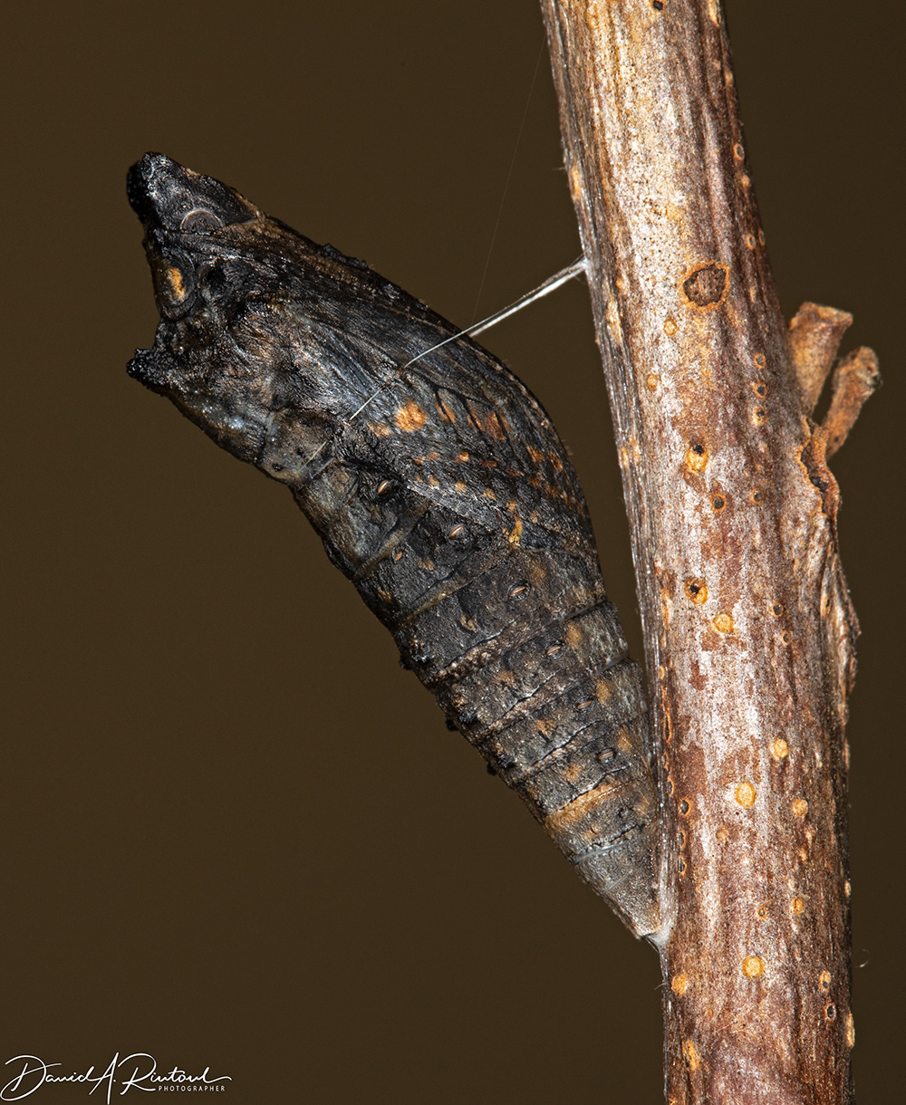 Black Swallowtail Chrysalis