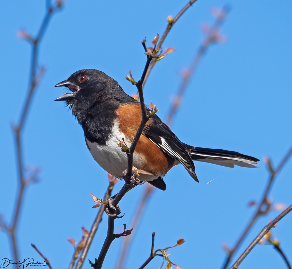 Eastern Towhee