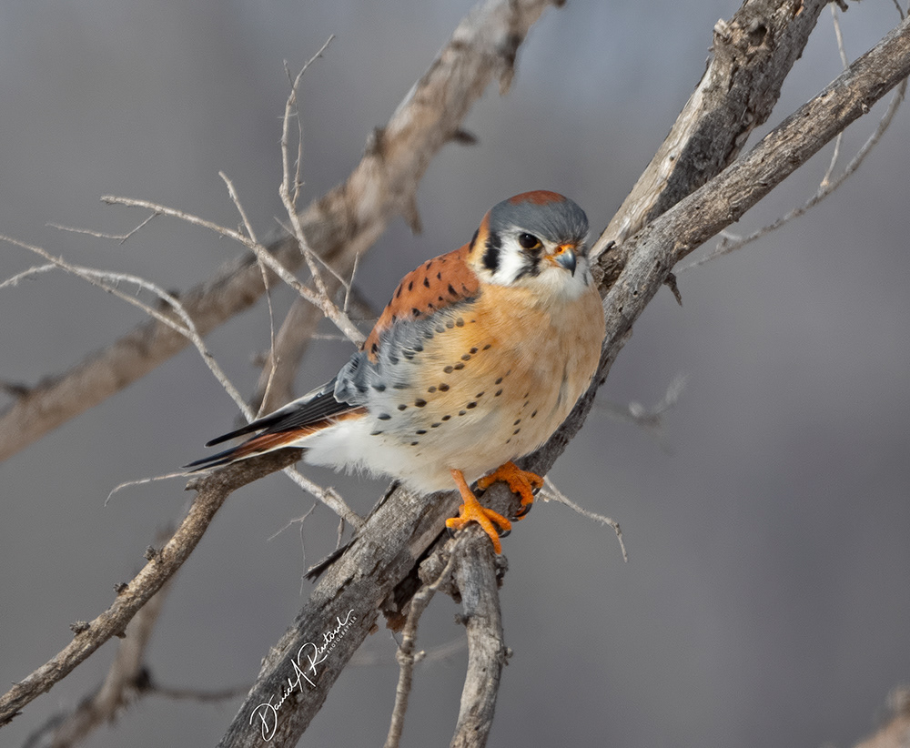 American Kestrel 1
