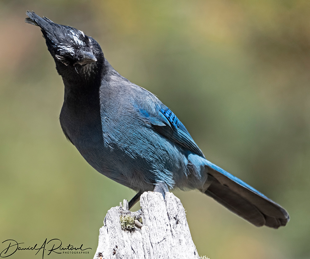 Steller's Jay