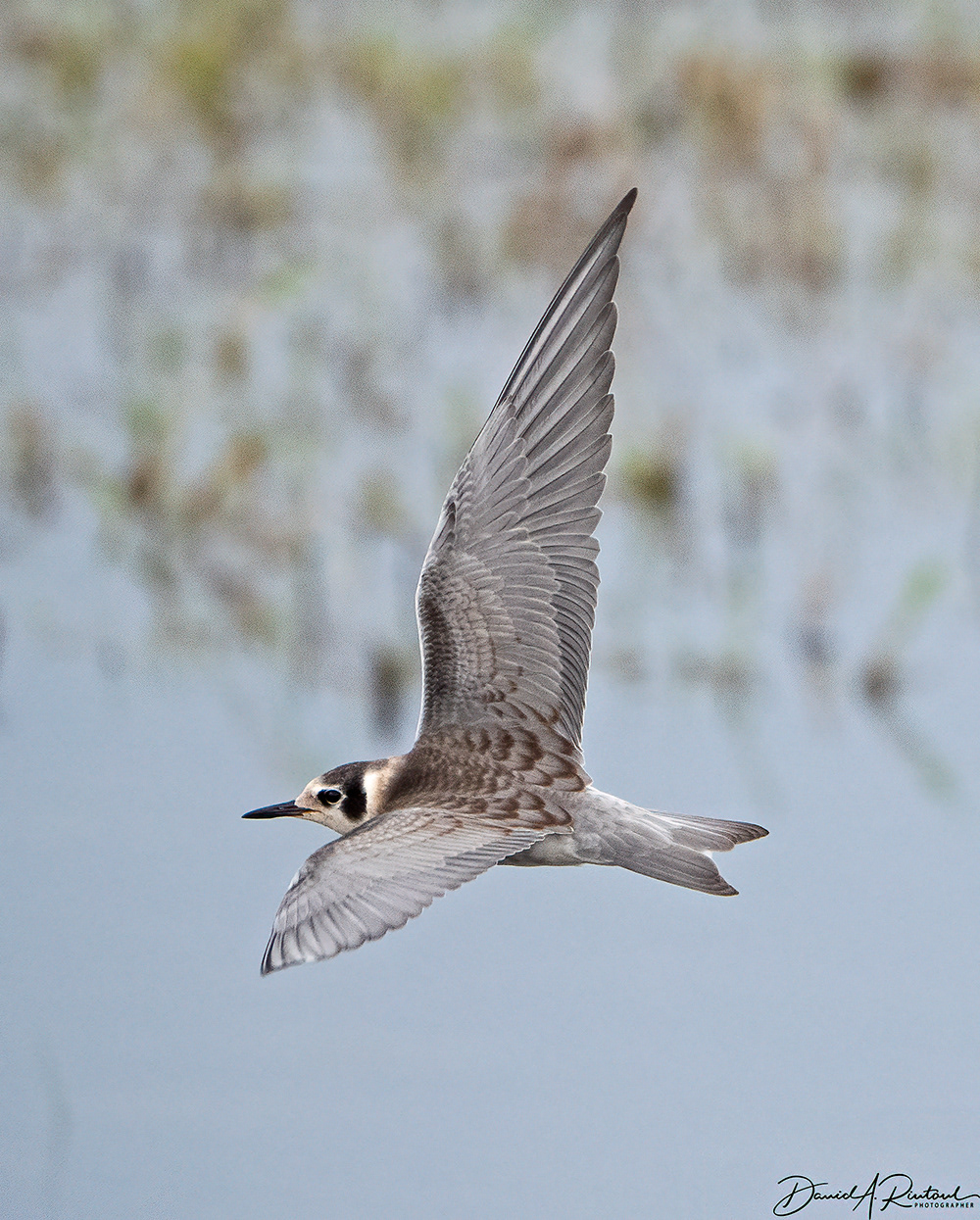 Black Tern (juvenile)