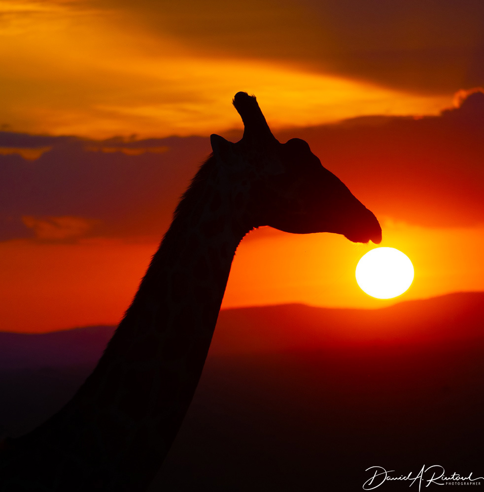 Giraffe sunset