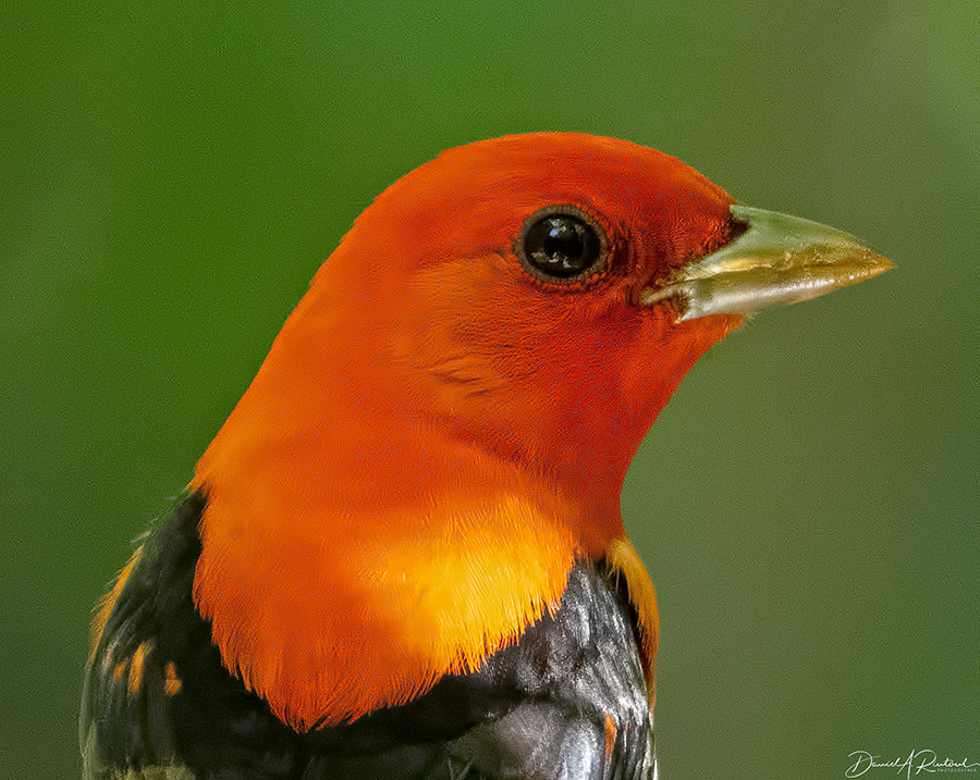 Scarlet Tanager 1