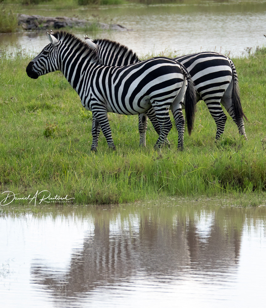 Zebra reflection