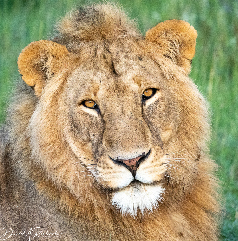 Young lion
